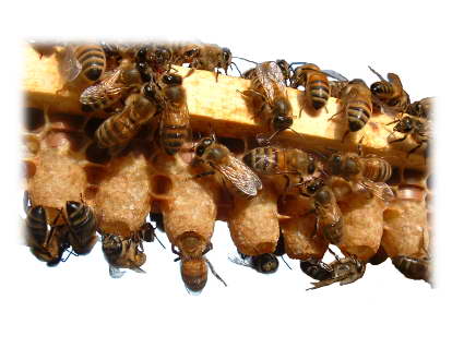 Elevage de cellules royales reine d'abeilles les miels d'uzès
